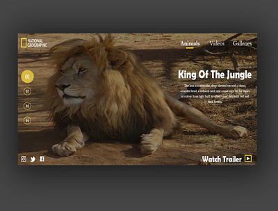 Lion design graphicdesign uxdesign web web design webdesign