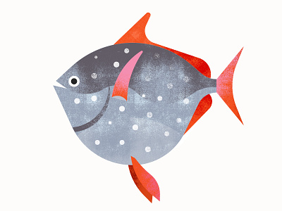 Californian Sea Creatures | Opah animals fish illustration opah texture