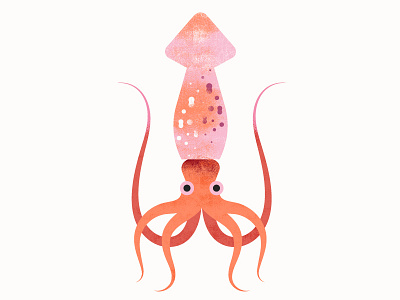 Californian Sea Creatures | Squid