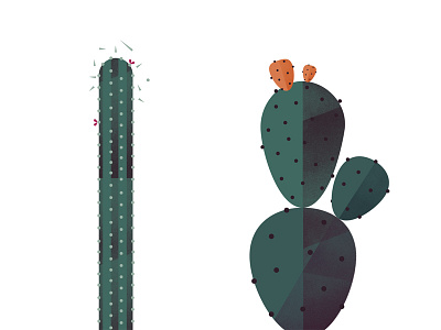 Cactus cactus geometric illustration plant texture