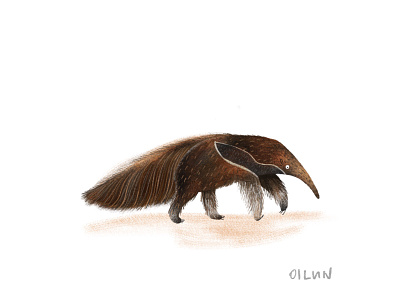 Anteater animal illustration animal lover anteater procreate