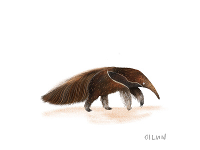 Anteater