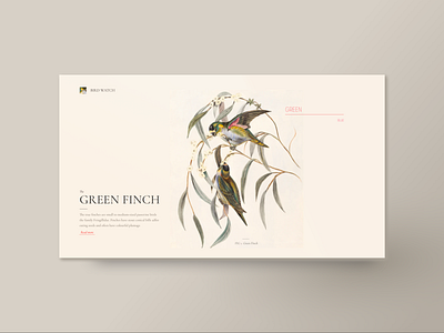 Green finch bird bird illustration book unsplash web design