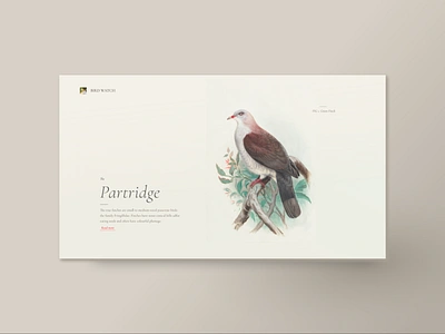 The Partridge bird illustration partridge web design