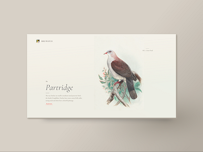The Partridge bird illustration partridge web design
