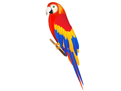 Parrot bird design design vector feather forest illustration mulitcolor wood