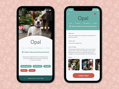 Opal Dog Profile adopt adoption chihuahua dailyui dog foster humane society mobile puppy ui user user profile
