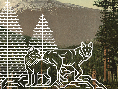National Park Poster (Wolves) illustration national park nps photochrom vector vintage wildlife wolf wolves