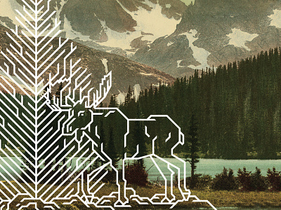 National Park Poster (Moose) antlers illustration moose national park nps photochrom vector vintage wildlife