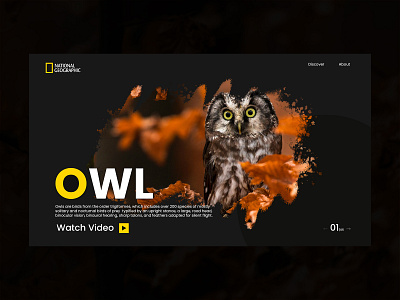 Web Page - National Geographic adobe xd bird branding design dribbble logo national geographic owl photoshop ui vector web webdesign website