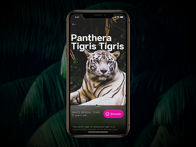 ZOO App [concept] animal app concept concept tiger zoo