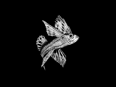 Flying fish animal black and white handmade illustration illustration art illustrator pointillism
