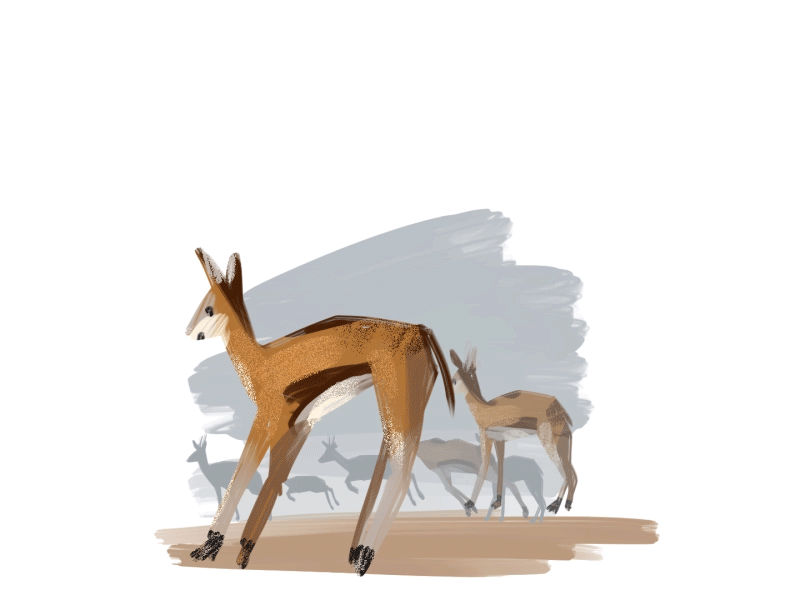 Antelope 2d after effects animal animation antelope character design cologne frame by frame germany illustration jump motion photoshop running walkcycle wildlife