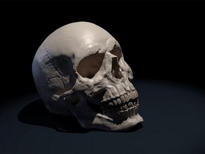 skull 3d art blender high model poly render skull