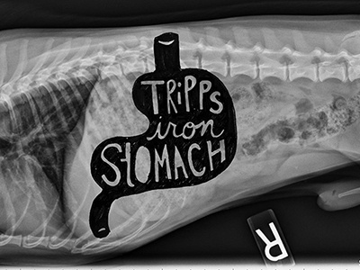 Tripp Stomach blog dog hand drawn type stomach type xray