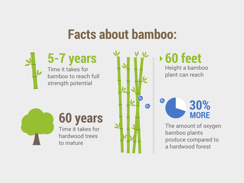 Facts about Bamboo by Mad Fish Digital on Dribbble