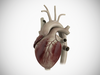 Heart Anatomy anatomy cardiac enjoy graphics graphic design heart human heart medical illustration