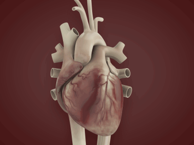 Animated Heartbeat [Gif] anatomy animated gif animation cardio heart heartbeat