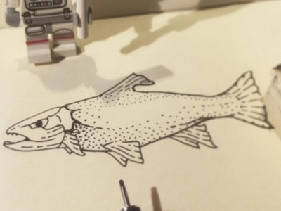 Trout Illustration