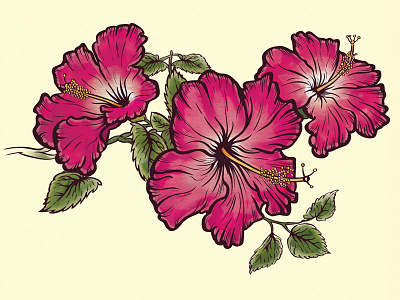 hibiscus flower outline
