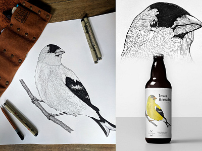 Iowa Brewday - Hawk and Badger beer bird bird illustration bottle brewing goldfinch hawk iowa pen and ink