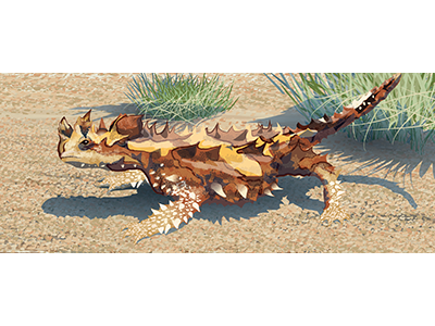 Thorny Devil illustration illustrator vector wildlife