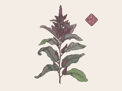 Amaranth botanical line art