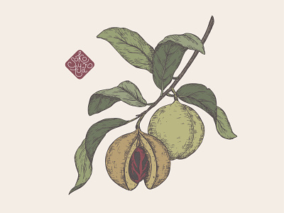 Nutmeg botanical illustration