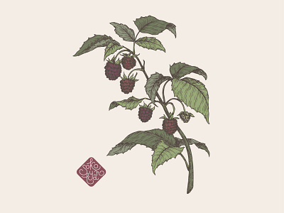Raspberry botanical illustration