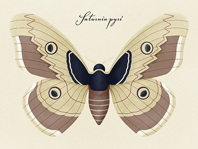 Giant Peacock Moth - Saturnia Pyri animal animal illustration butterfly illustration moth nature peacock moth texture truegrittexturesupply vectorillustration wildlife