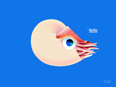 Nautilus ✨ illustration nautiloidea nautilus ocean photoshop sea shell vector 大海 鹦鹉螺