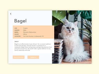 Daily UI 06: User Profile bagel cat colorblock daily ui illustration pets profile ui user profile ux