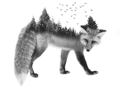 Double Exposure. Fox by Vadym Iakubovskyi on Dribbble