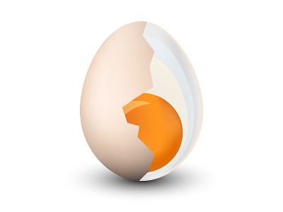 Anatomy of egg albumen anatomy egg shell yolk