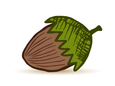 Hazelnut drawing hazelnut leaf nut vector