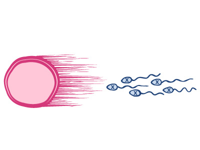 Sperms with x chromosome hunting egg cell