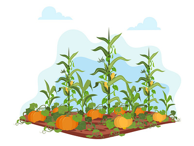 Agriculture beans coloring corn farming garden illustration plant squash vector