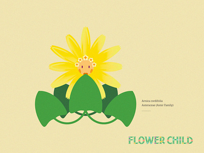 Arnica arnica canadian rockies flower child illustration