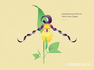 Lady slipper active guide system brand creative direction custom curated maps design flower specimens gamification hike hike with kids identity illustration thewayfindercompany trail kids trail time wco ags wild flower child wild flowers