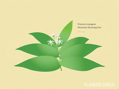Starflowered Solomon's seal brand canadian rockies creative direction design flower specimens hike hike with kids identity illustration mountain culture starflowered solomons seal thewayfindercompany trail culture trail kids trail testing trail time wild flower child wildflowers