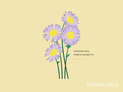 Daisy's brand canadian rockies character development creative direction design flower specimens gamification hike with kids identity illustration thewayfindercompany trail kids wild flower child wildflowers