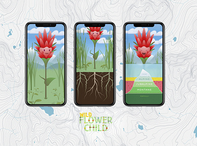 Cas our Red Paintbrush brand branding conservation content creative direction design draw educate flower specimens hike hike and draw identity illustrate illustration kids who explore navigation thewayfindercompany trail kids wild flowers wildflower child