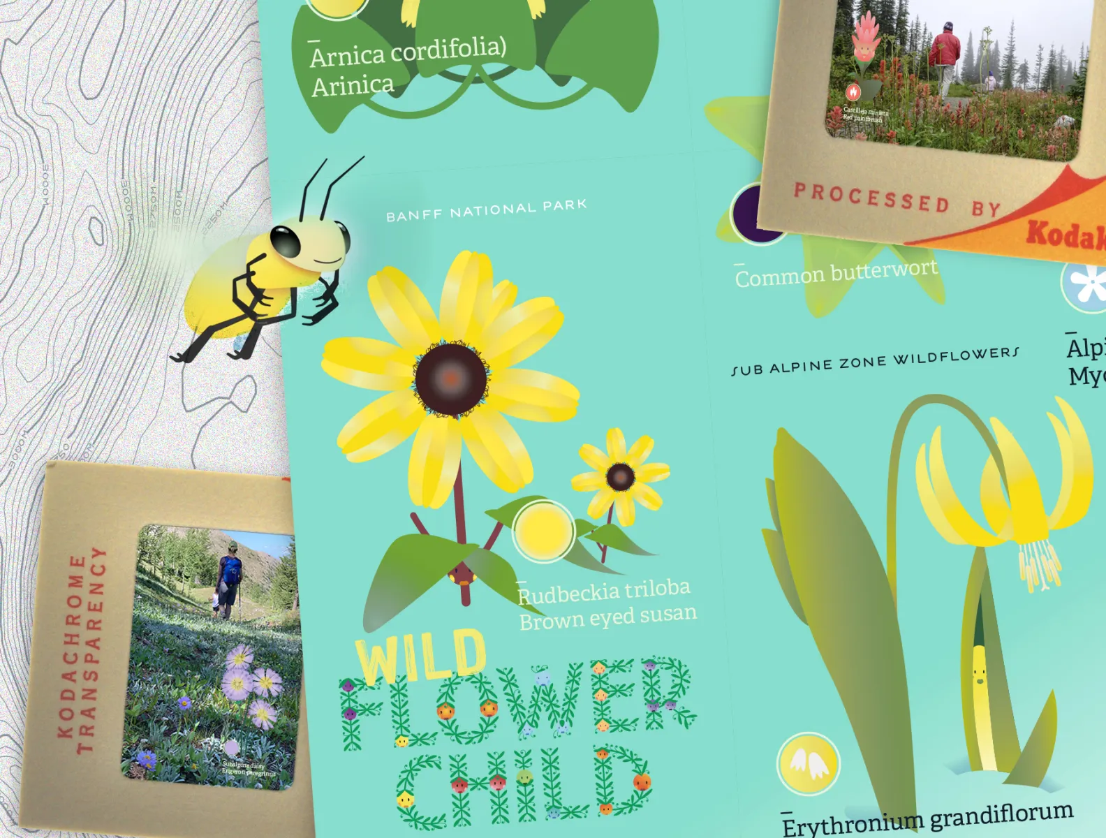 Flora of Ethiopia: Online ID Guide