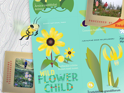 hiking with kids brand branding conservation creative direction culture in context design digital herbarium flower child flower specimens hike hike with kids identity illustration living flowers living maps logo naturalist thewayfindercompany wild flowers wildflower child