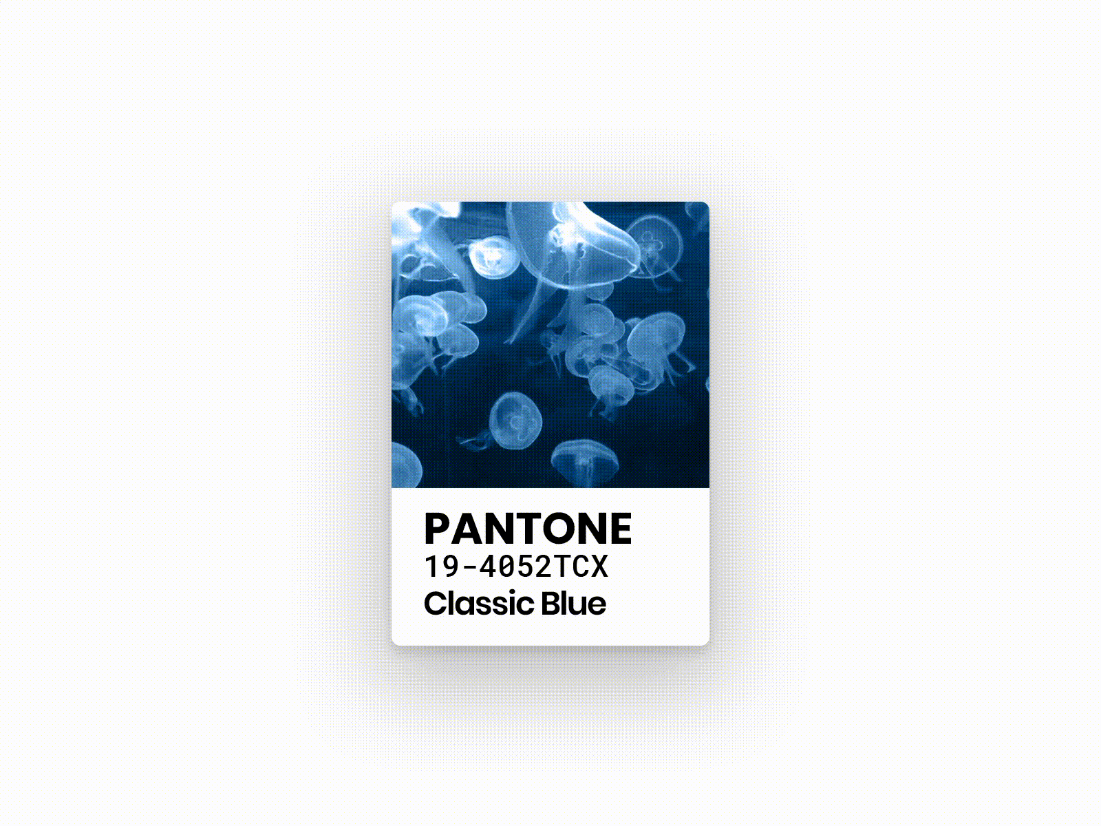 Classic Blue 2020 blu blue branding classic classic blue classic design identity jellyfish living coral new year pantone sea year
