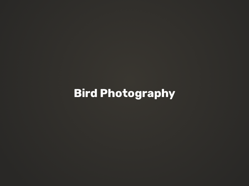 Bird Photography logo concept animation app branding design flat graphic design identity illustration illustrator lettering logo logo design minimal typography ui ui design ux vector web website