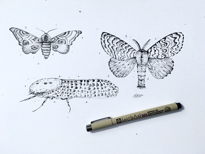 Moths sketch. blackandwhite draw pencil sketch sketching sketchoftheday