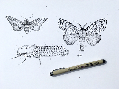 Moths sketch.