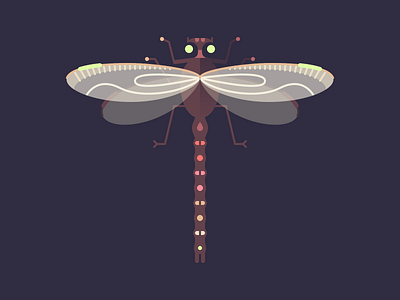 Dragonfly dragonfly illustration insect odonata