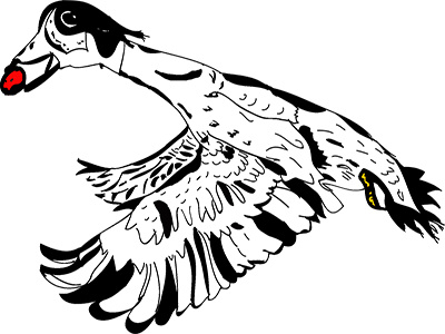 Pato illustration vector